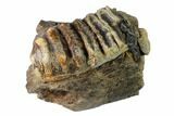 Partial, Fossil Stegodon Mandible Section with Molar - Indonesia #148202-1